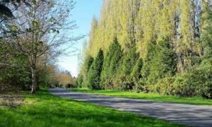 Walking in the Park in Woodinville WA.